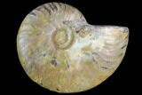 Agatized Ammonite Fossil (Half) - Madagascar #125072-1